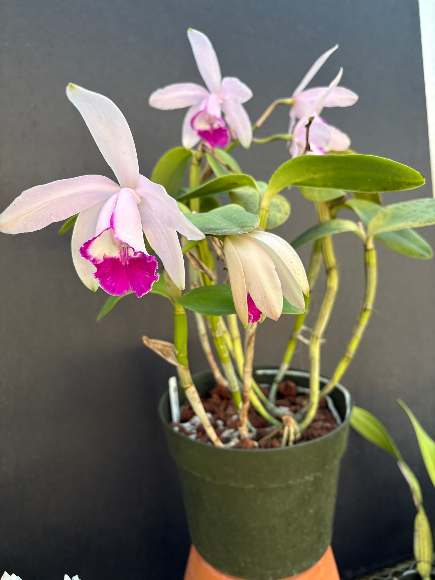 Cattleya intermedia marginata ‘Star’ division - blooming size