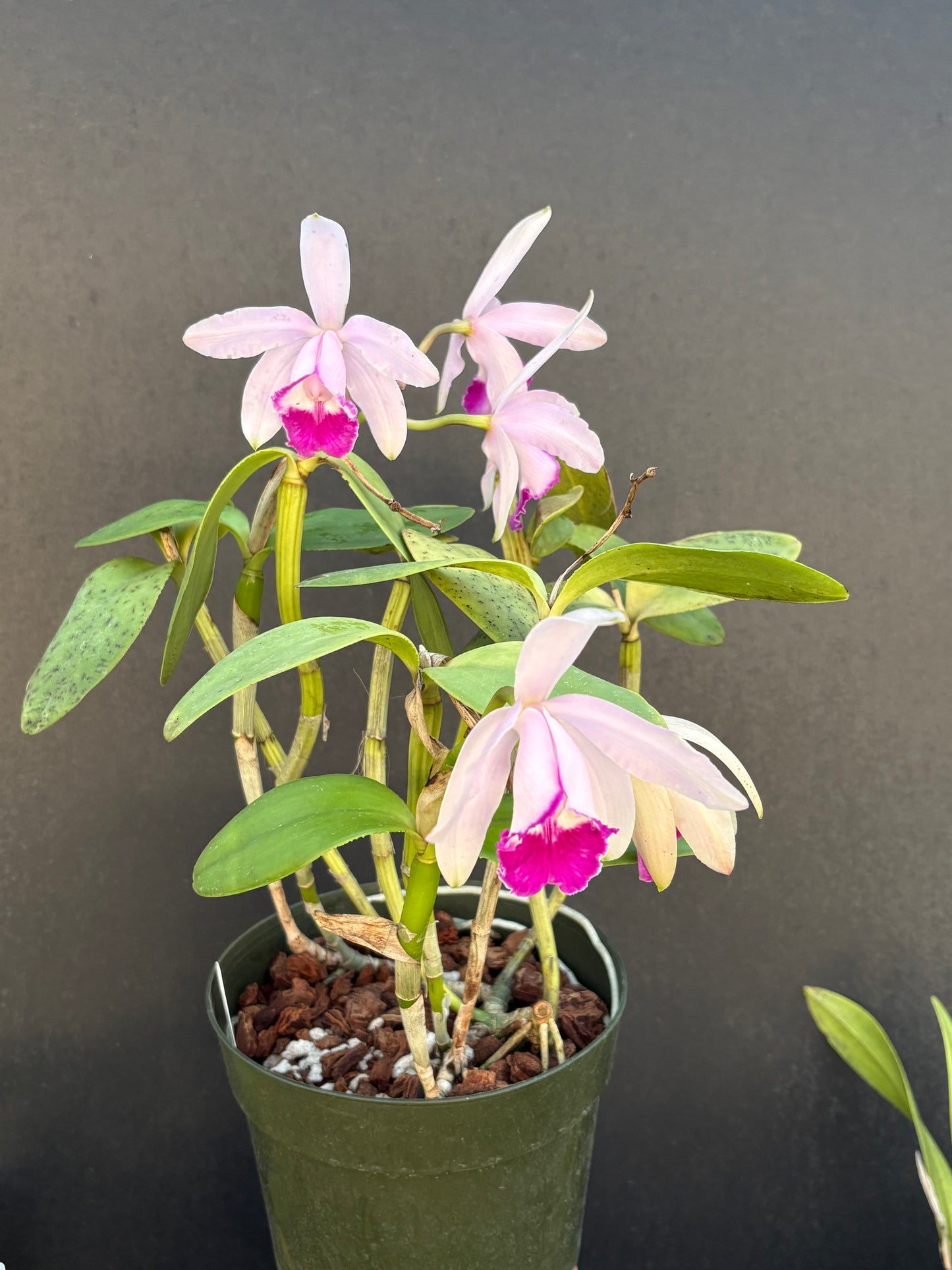 Cattleya intermedia marginata ‘Star’ division - blooming size