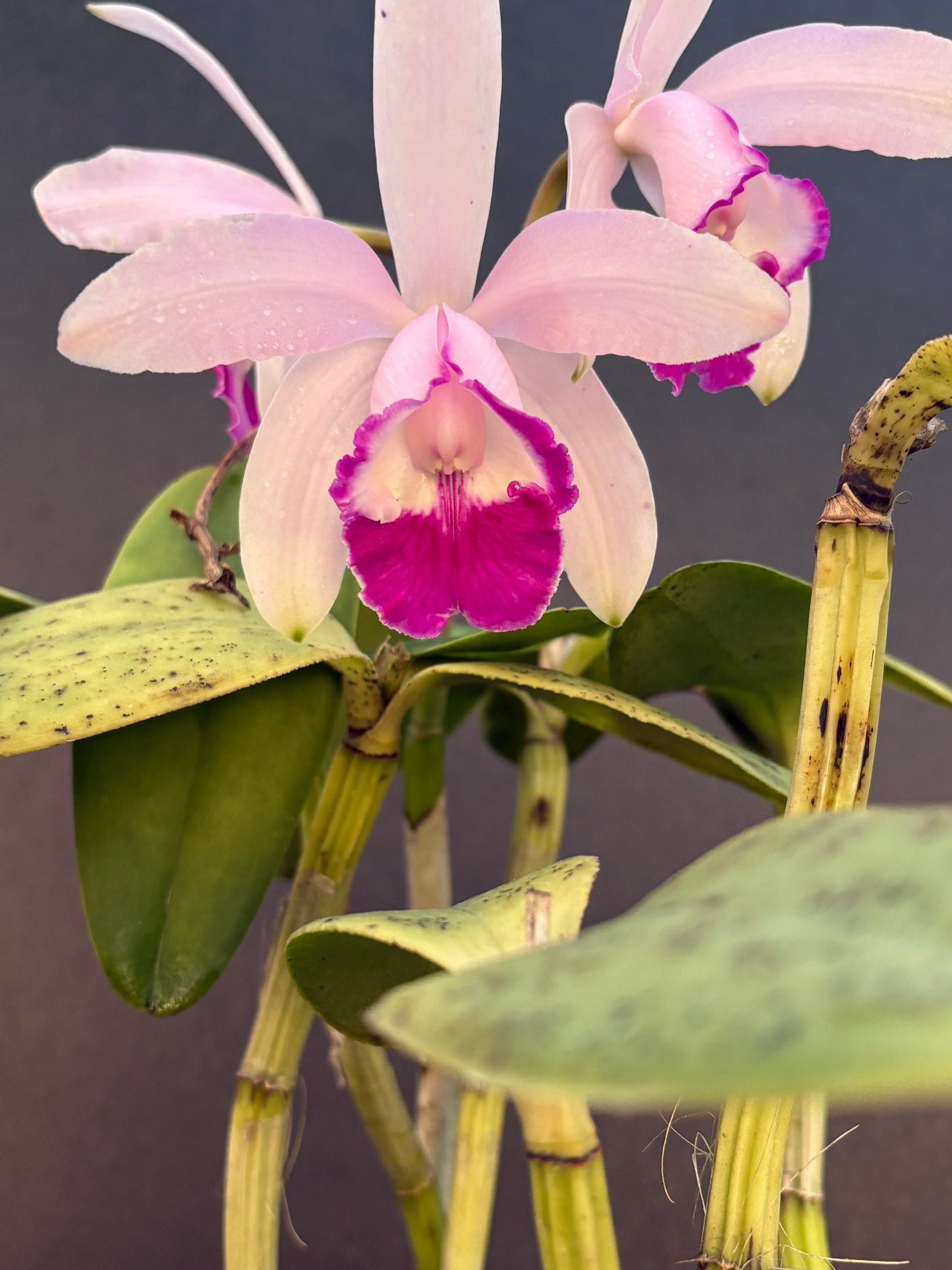Cattleya intermedia marginata ‘Star’ division - blooming size
