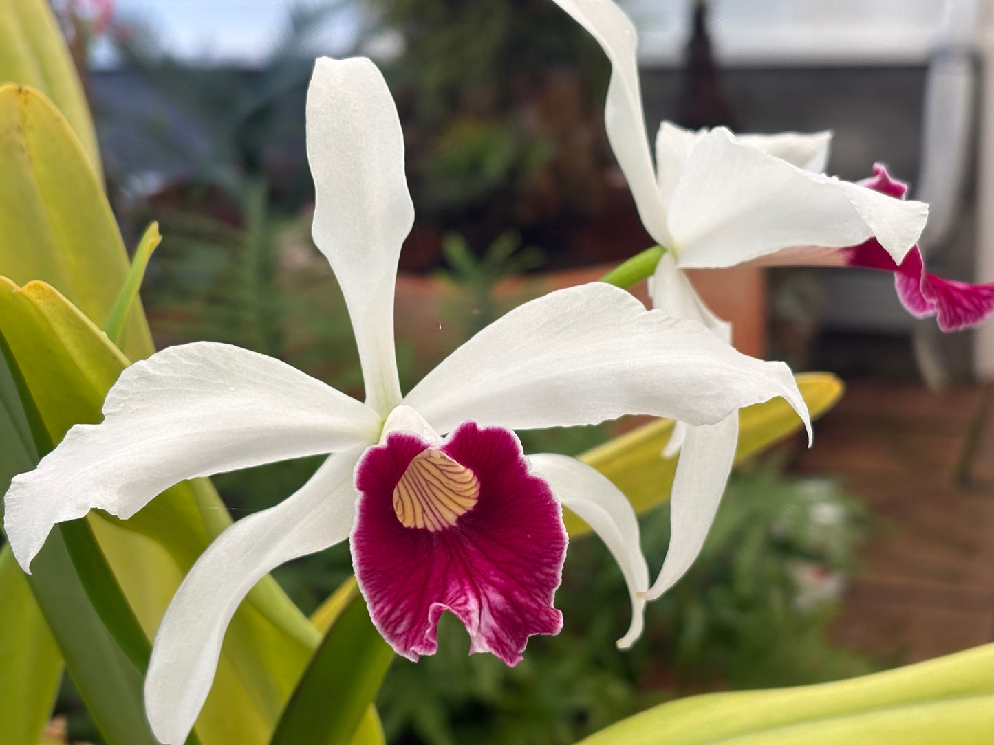 Laelia purpurata vinicolor ‘Dry Creek’ x self