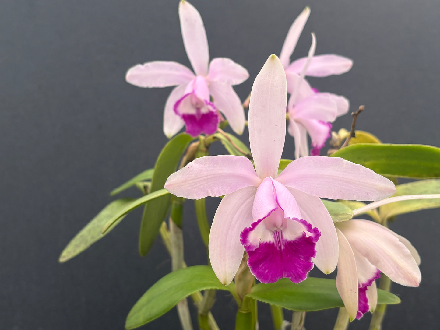 Cattleya intermedia marginata ‘Star’ division - blooming size
