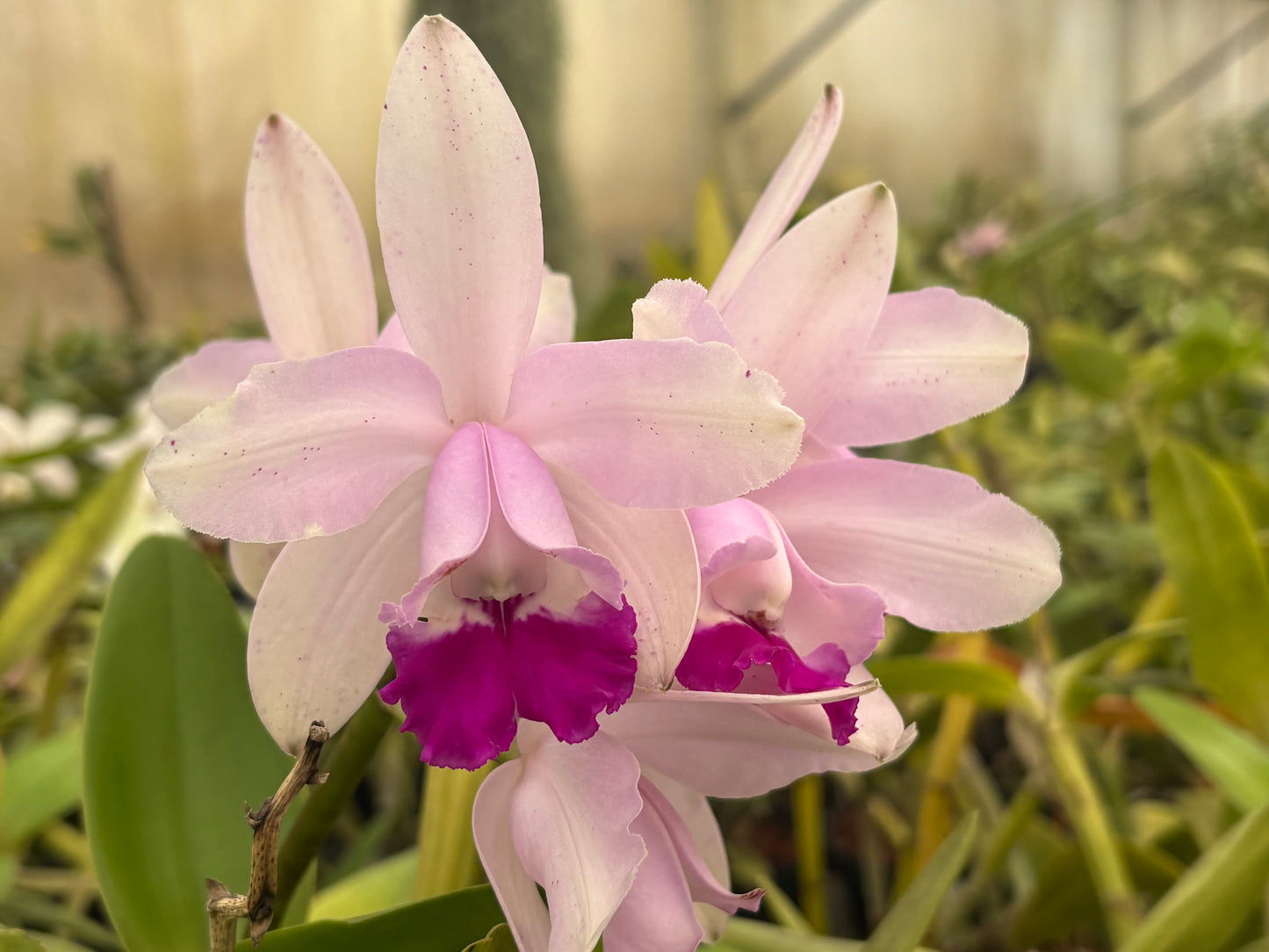 Cattleya intermedia ‘Abade’ - blooming size division