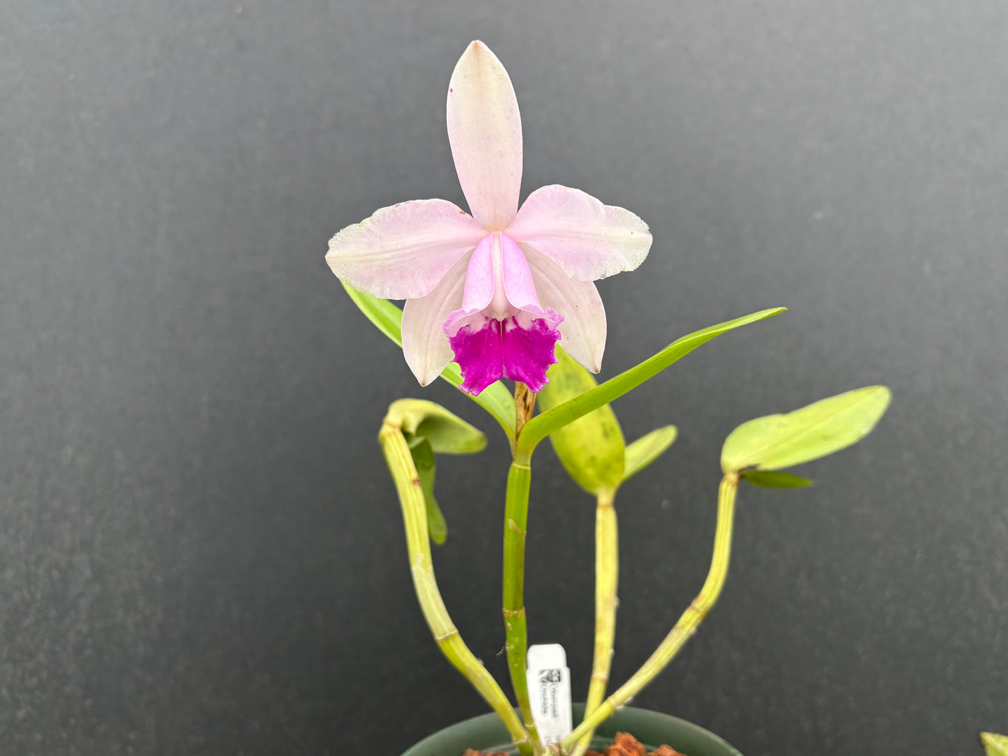 Cattleya intermedia ‘Abade’ - blooming size division