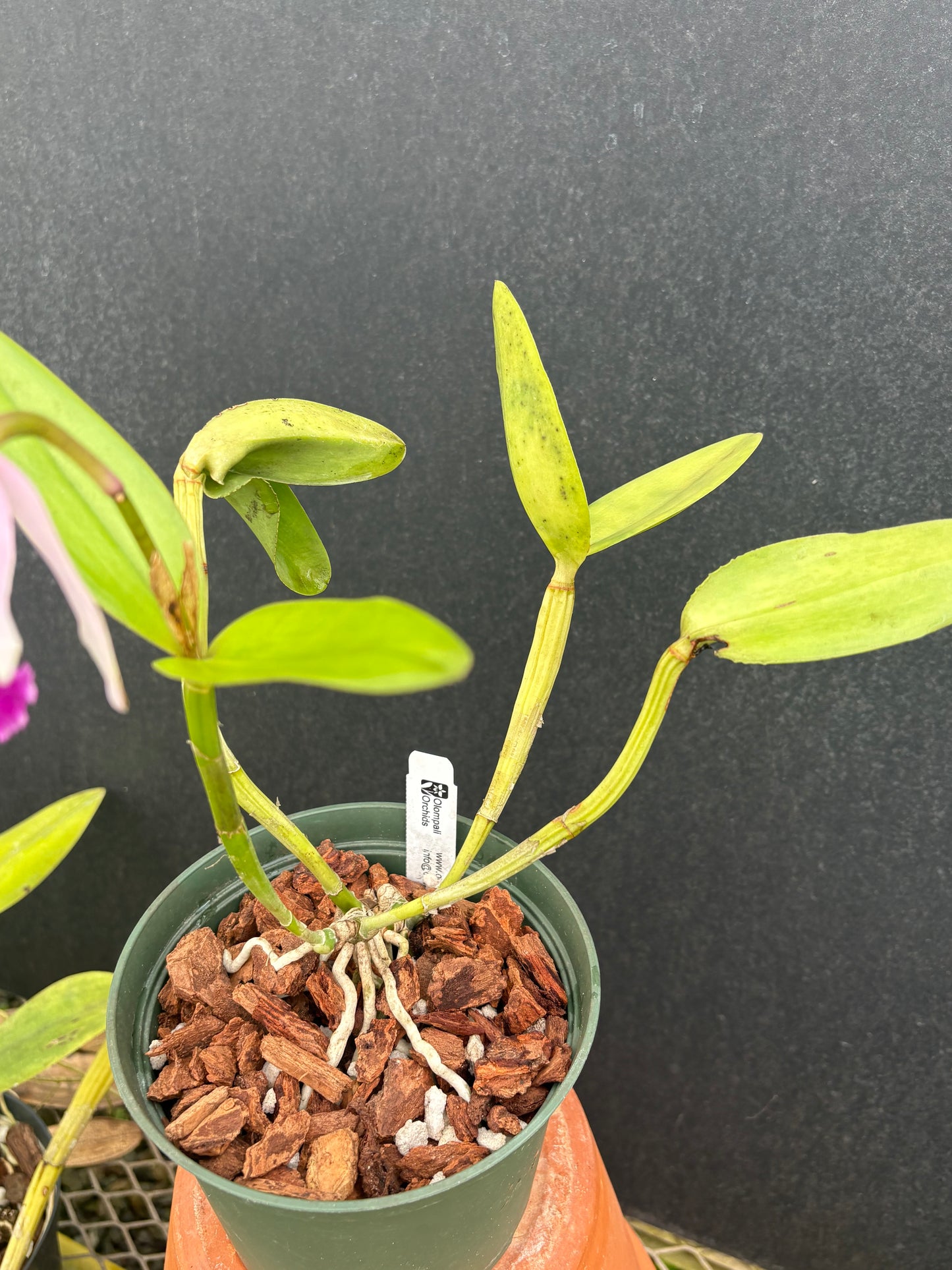 Cattleya intermedia ‘Abade’ - blooming size division