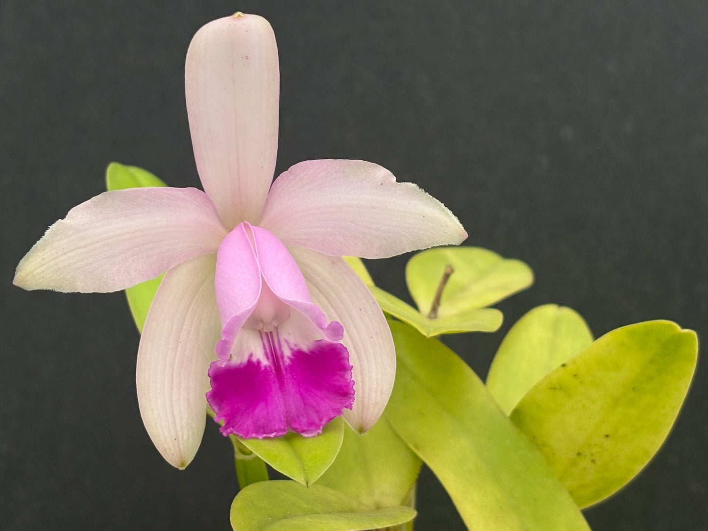 Cattleya intermedia ‘ESOP1’ - blooming size plant