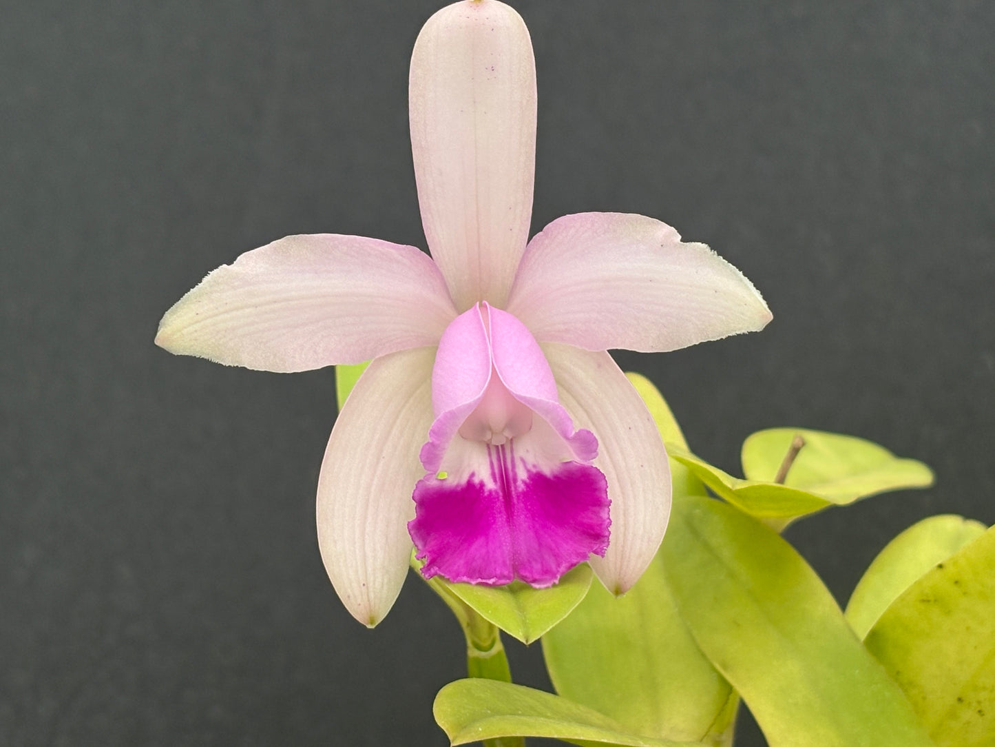 Cattleya intermedia ‘ESOP1’ - blooming size plant