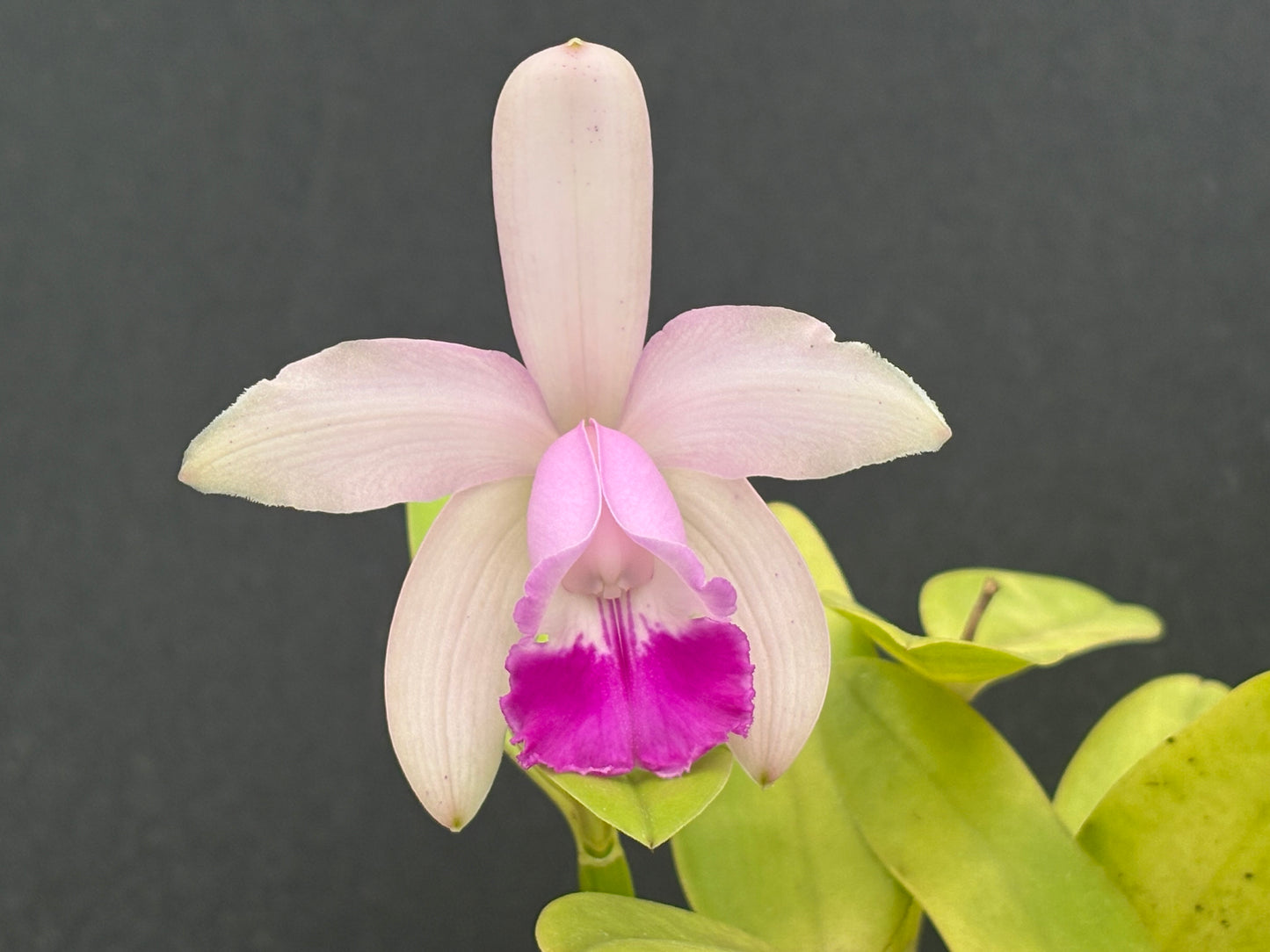 Cattleya intermedia ‘ESOP1’ - blooming size plant