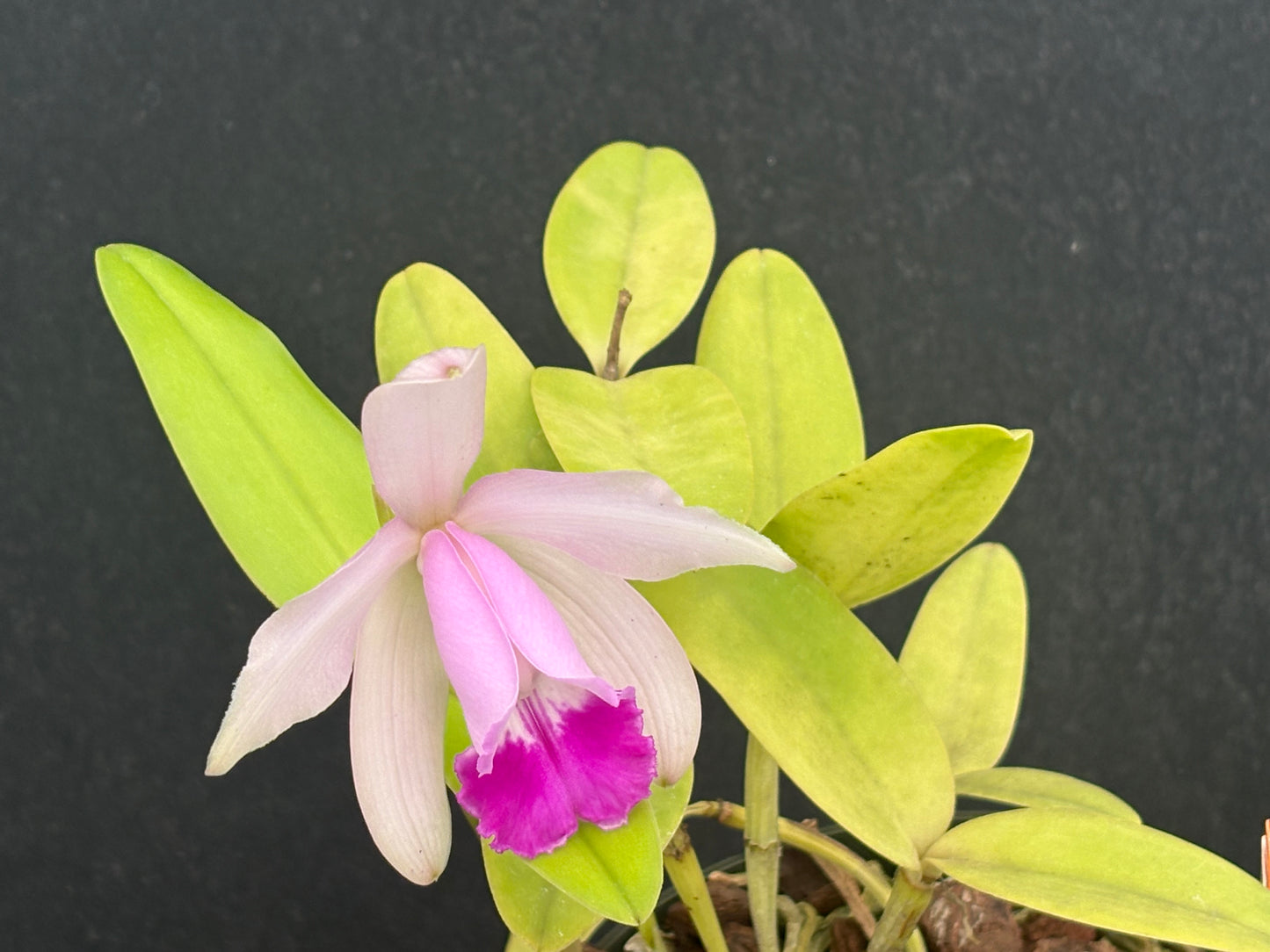 Cattleya intermedia ‘ESOP1’ - blooming size plant