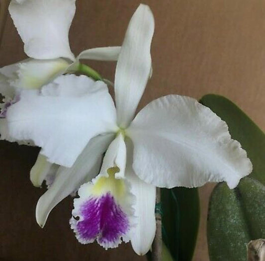 Cattleya warnerii ‘Itamogi’ - division of original plant