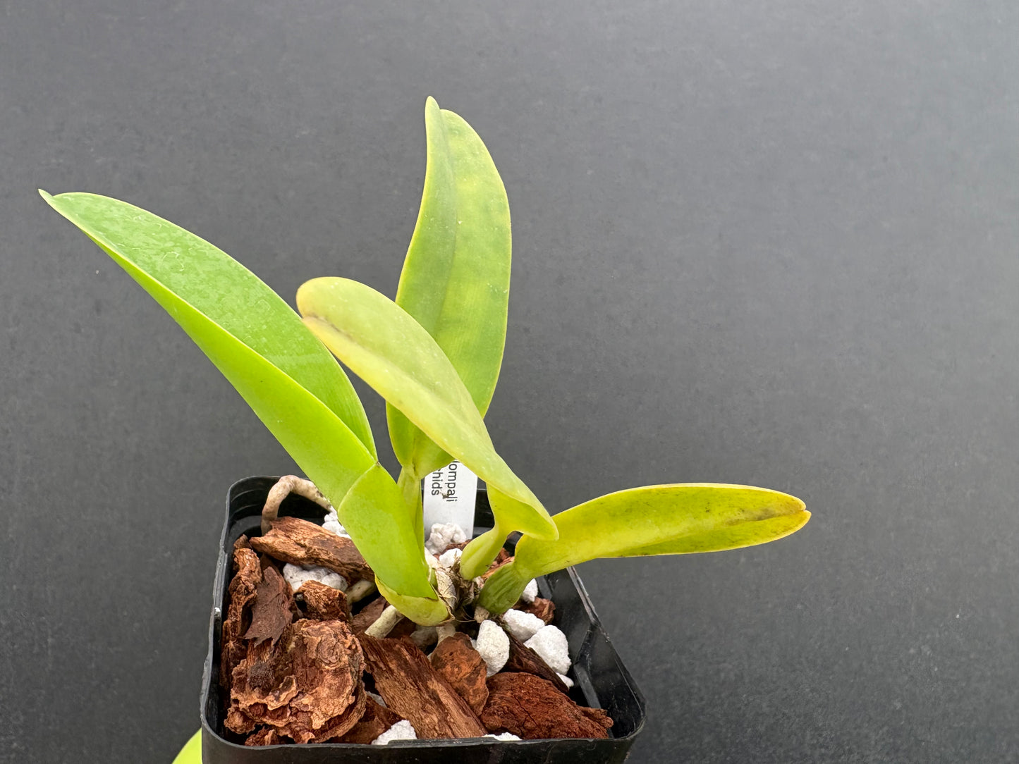 Cattleya warnerii ‘Itamogi’ - division of original plant