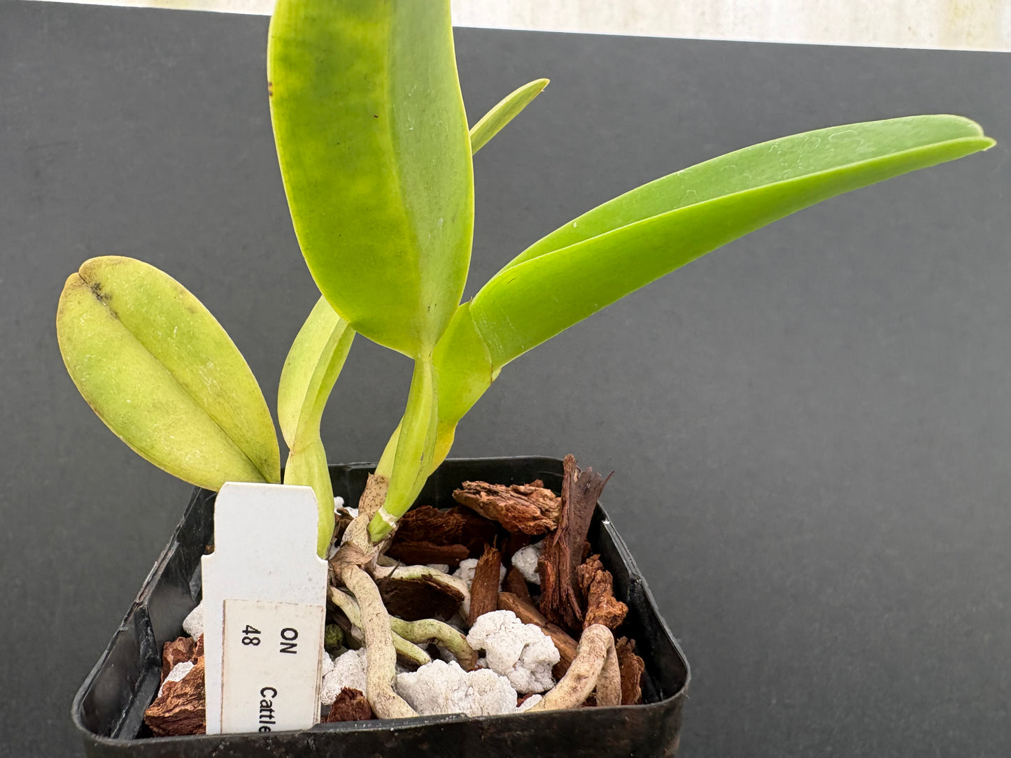 Cattleya warnerii ‘Itamogi’ - division of original plant