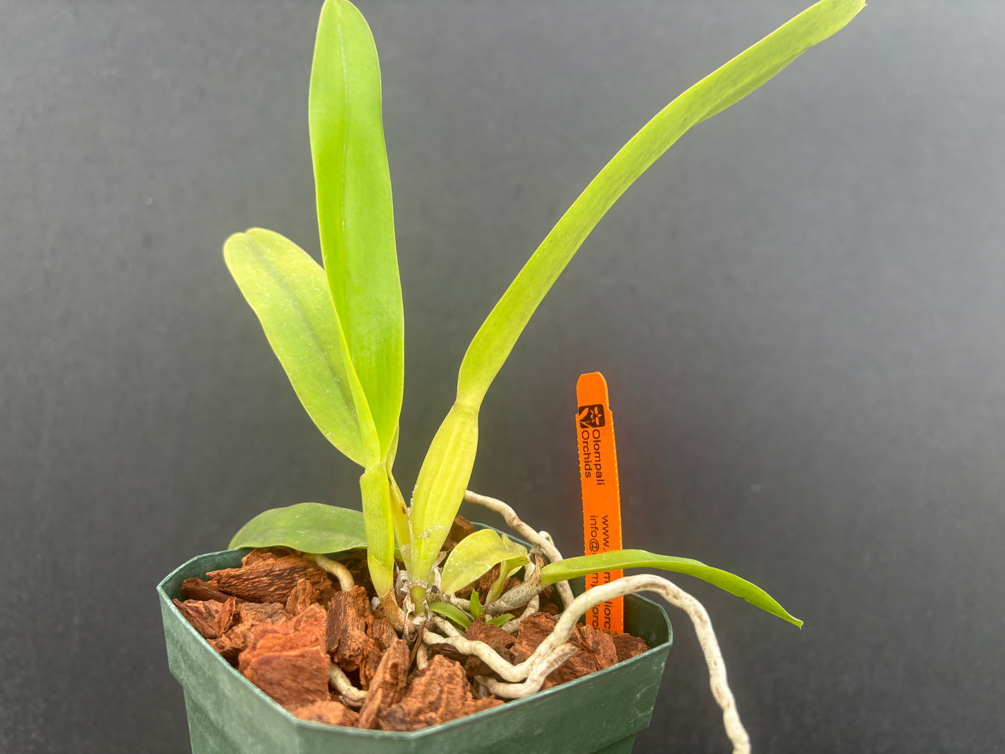 Laelia purpurata vinicolor ‘Dry Creek’ x self