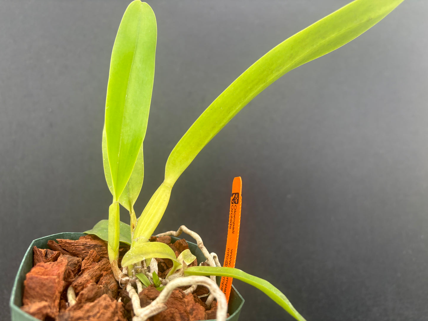 Laelia purpurata vinicolor ‘Dry Creek’ x self