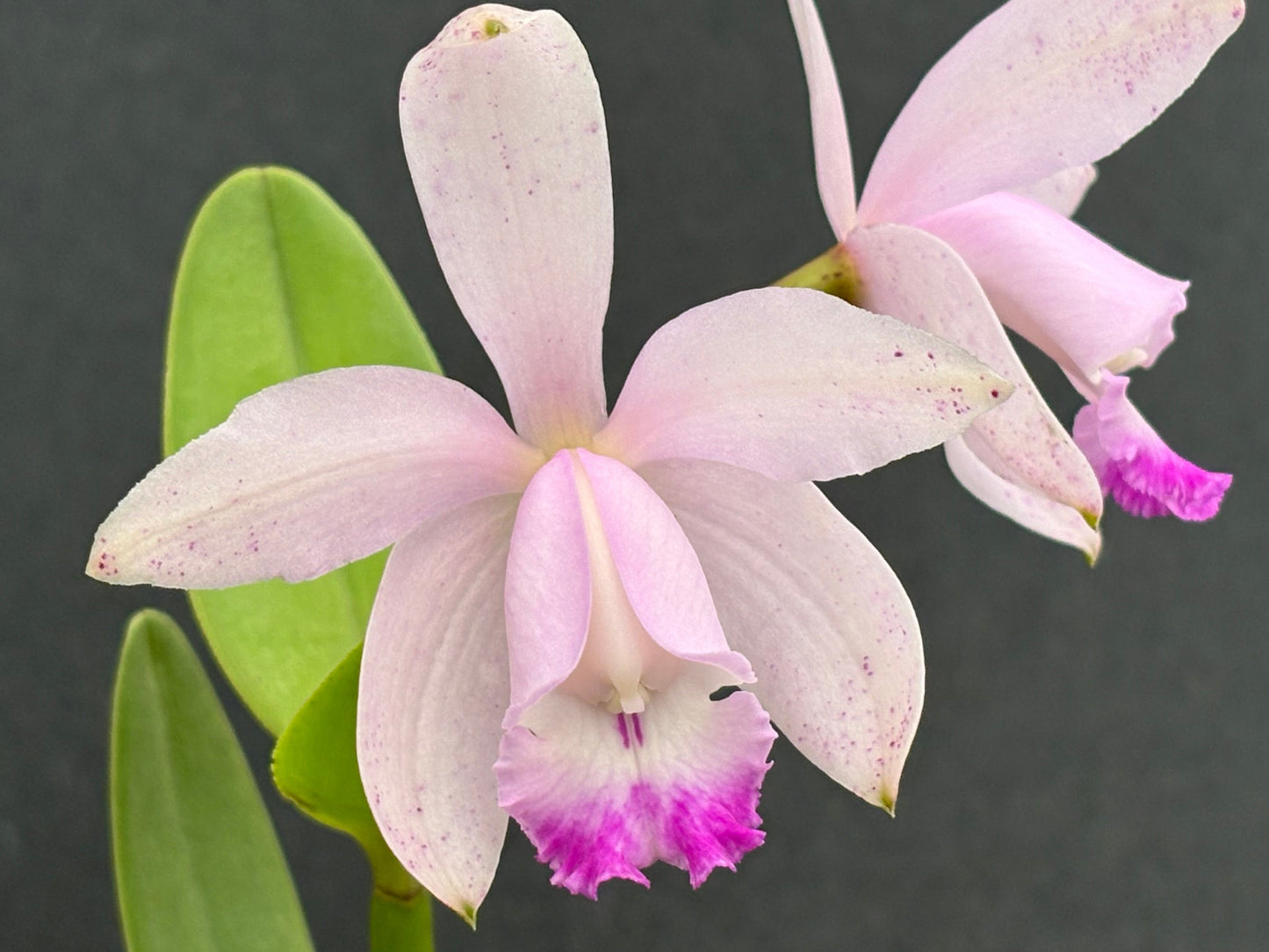 Cattleya intermedia multiforme punctata ‘Neta do Tenente’ - blooming size division
