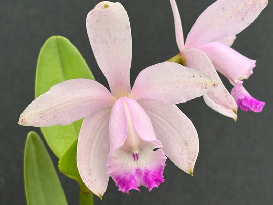 Cattleya intermedia multiforme punctata ‘Neta do Tenente’ - blooming size division