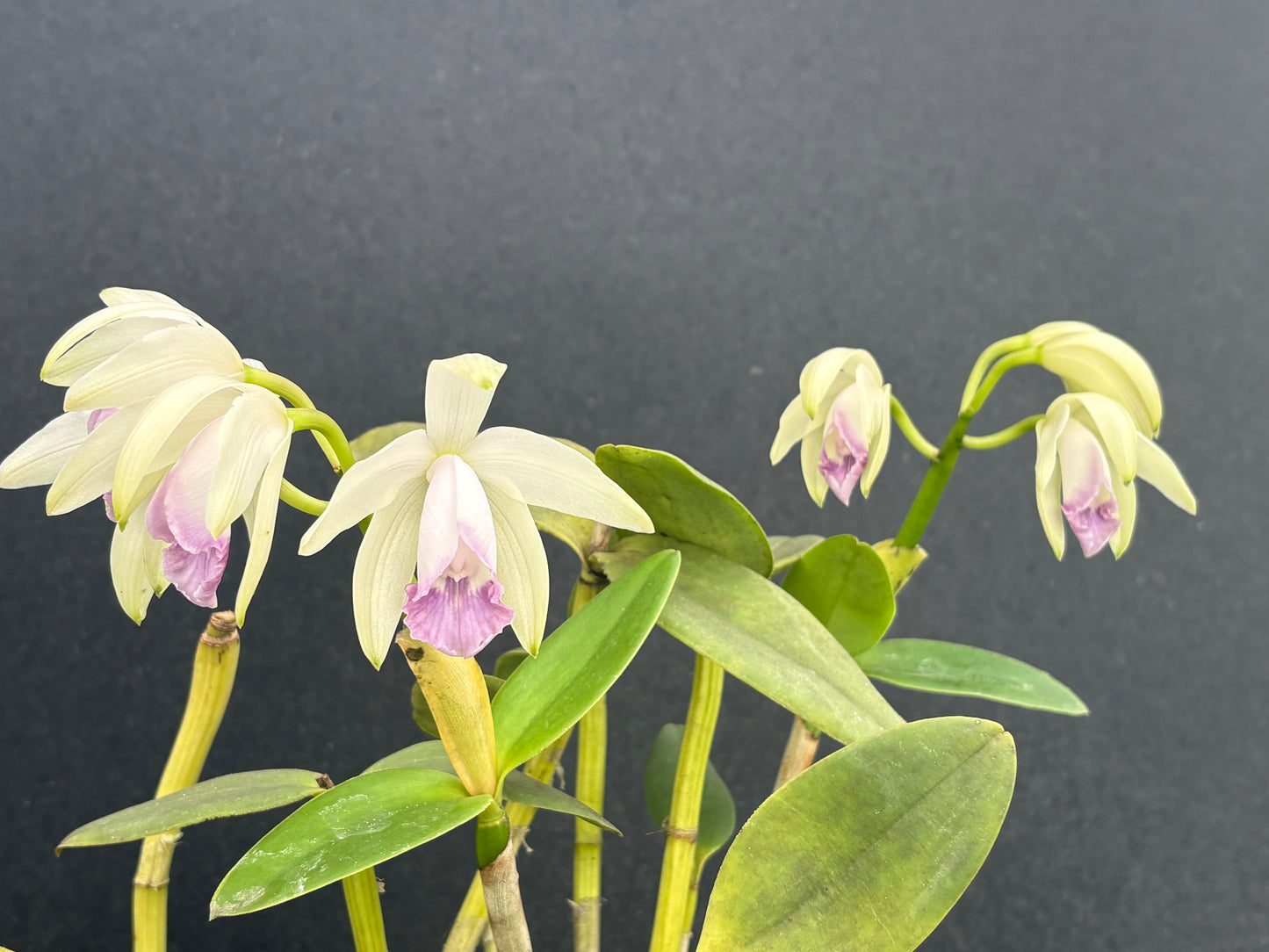 Cattleya intermedia orlata amethystina blooming size division