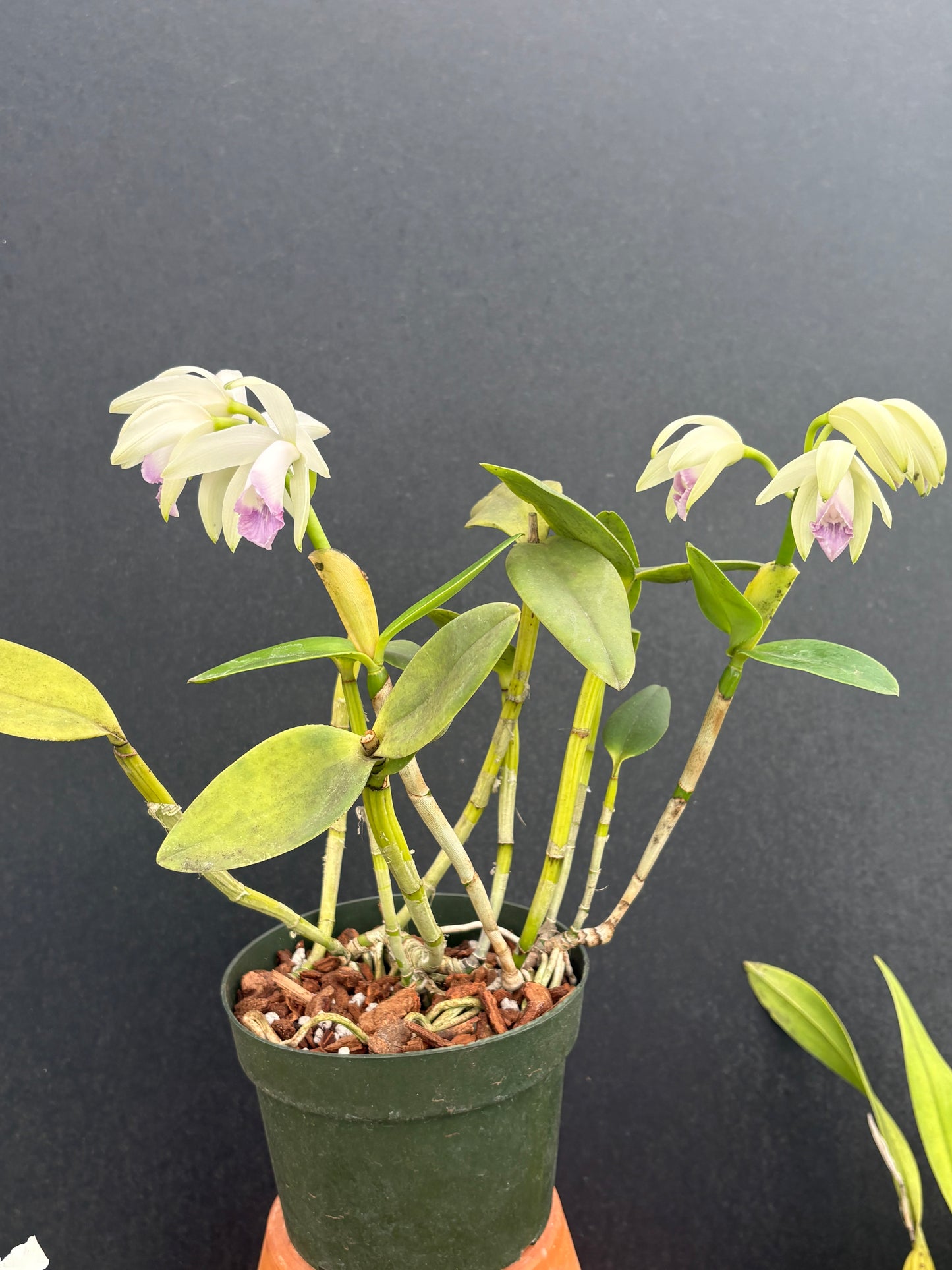 Cattleya intermedia orlata amethystina blooming size division