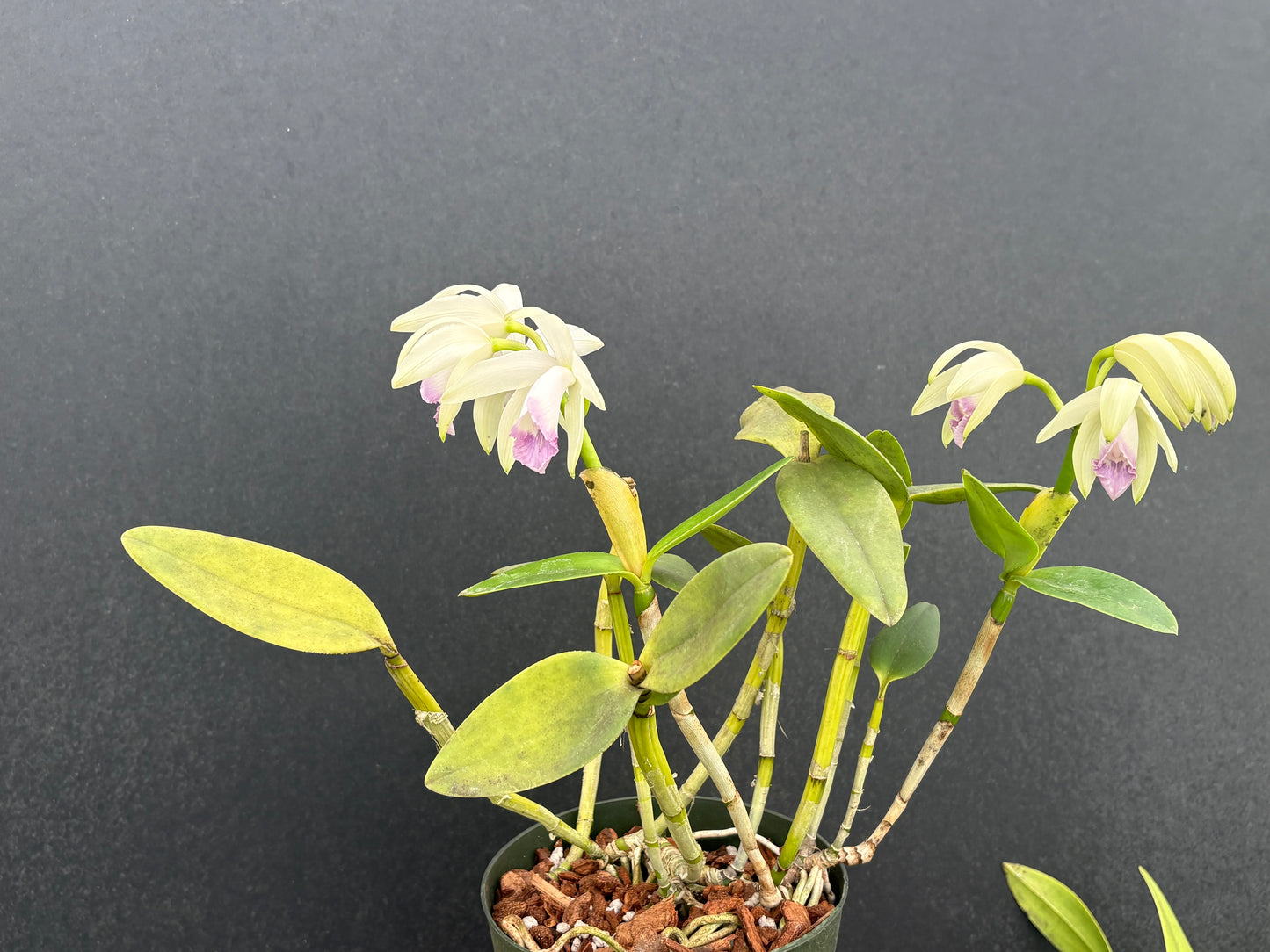 Cattleya intermedia orlata amethystina blooming size division
