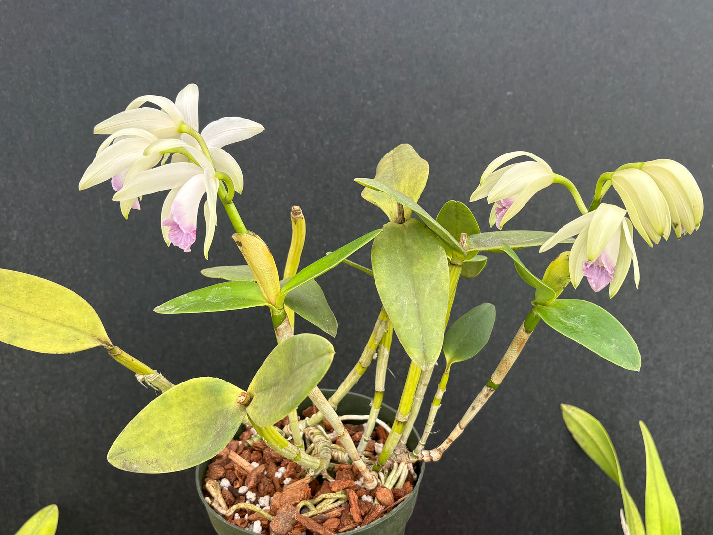 Cattleya intermedia orlata amethystina blooming size division