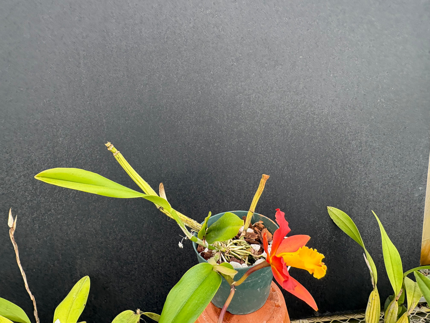 Blc. Lily Marie Almas blooming size division