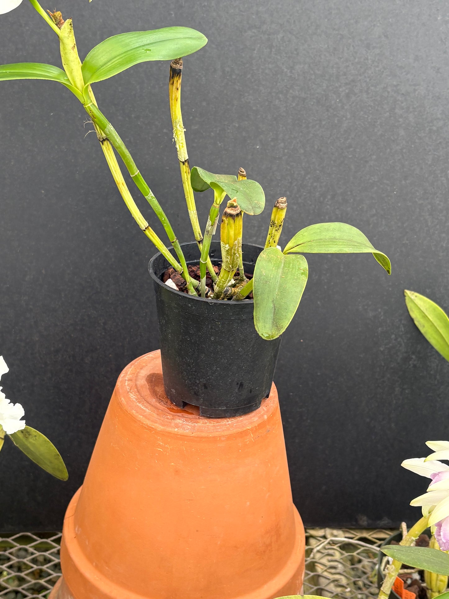 Cattleya intermedia alba peloric ‘Sublime Three’ blooming size division