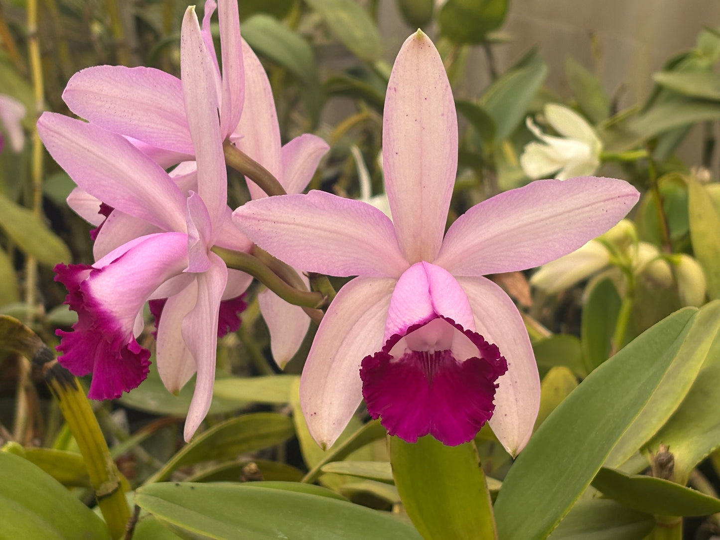 Cattleya intermedia orlata ‘Crownfox’ AM/AOS - BLOOMING SIZE