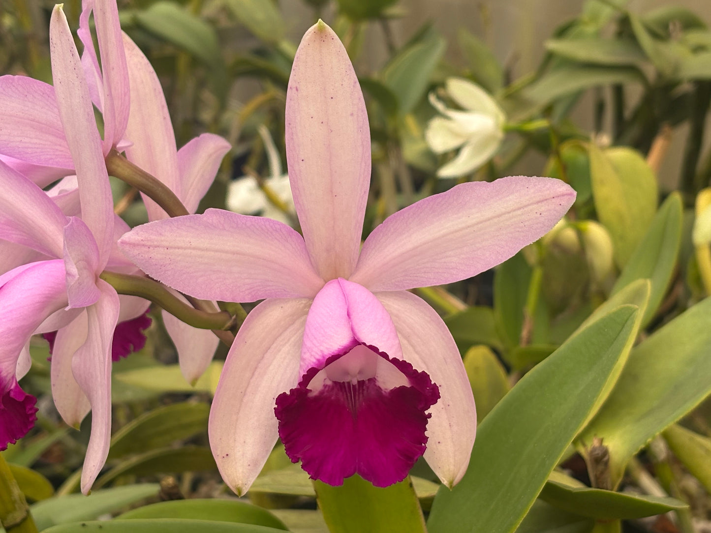 Cattleya intermedia orlata ‘Crownfox’ AM/AOS - BLOOMING SIZE
