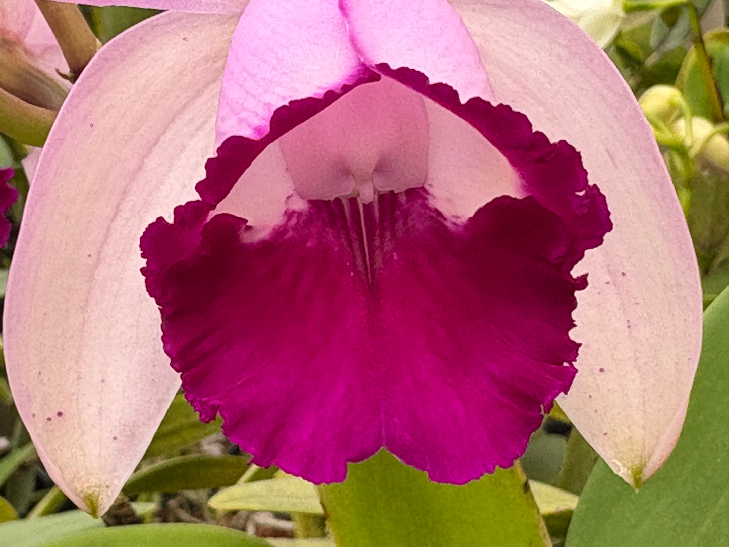 Cattleya intermedia orlata ‘Crownfox’ AM/AOS - BLOOMING SIZE