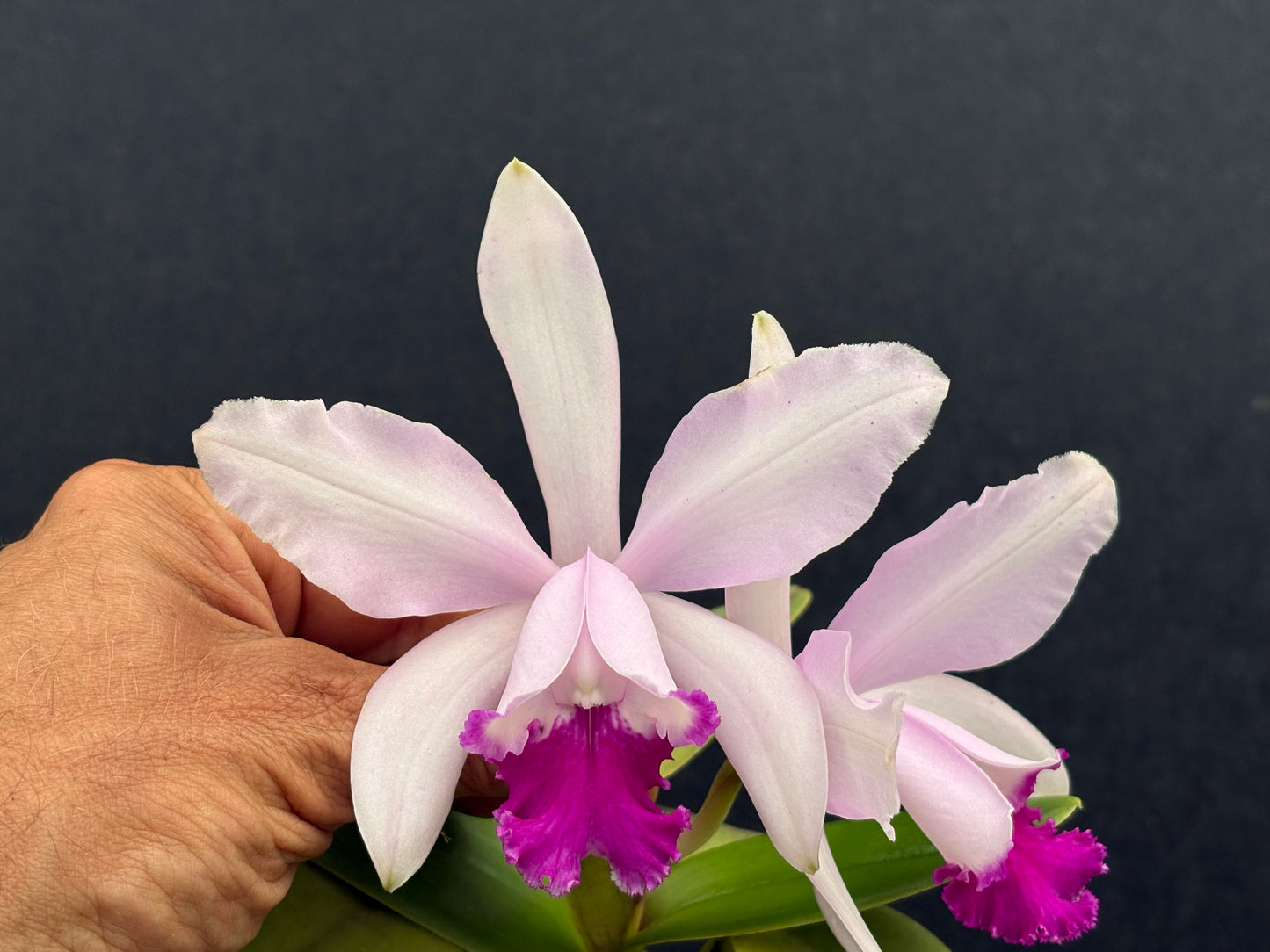 Cattleya intermedia ‘FDP1’ - two lead, nice size plant