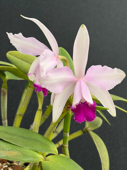 Cattleya intermedia ‘FDP1’ - two lead, nice size plant