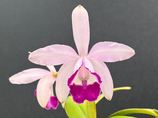 Cattleya intermedia marginata ‘De Paula’ - blooming division