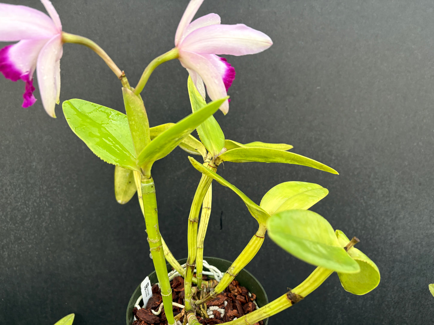 Cattleya intermedia orlata ‘Crownfox’ AM/AOS - BLOOMING SIZE
