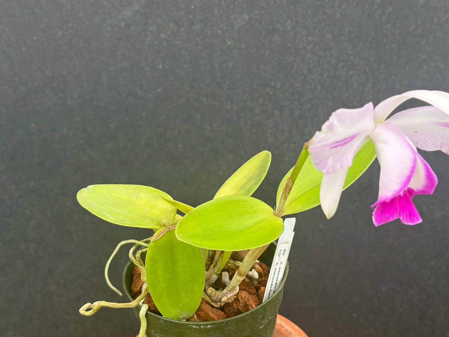 Cattleya intermedia flamea marginata ‘Faraldo’ - Blooming size