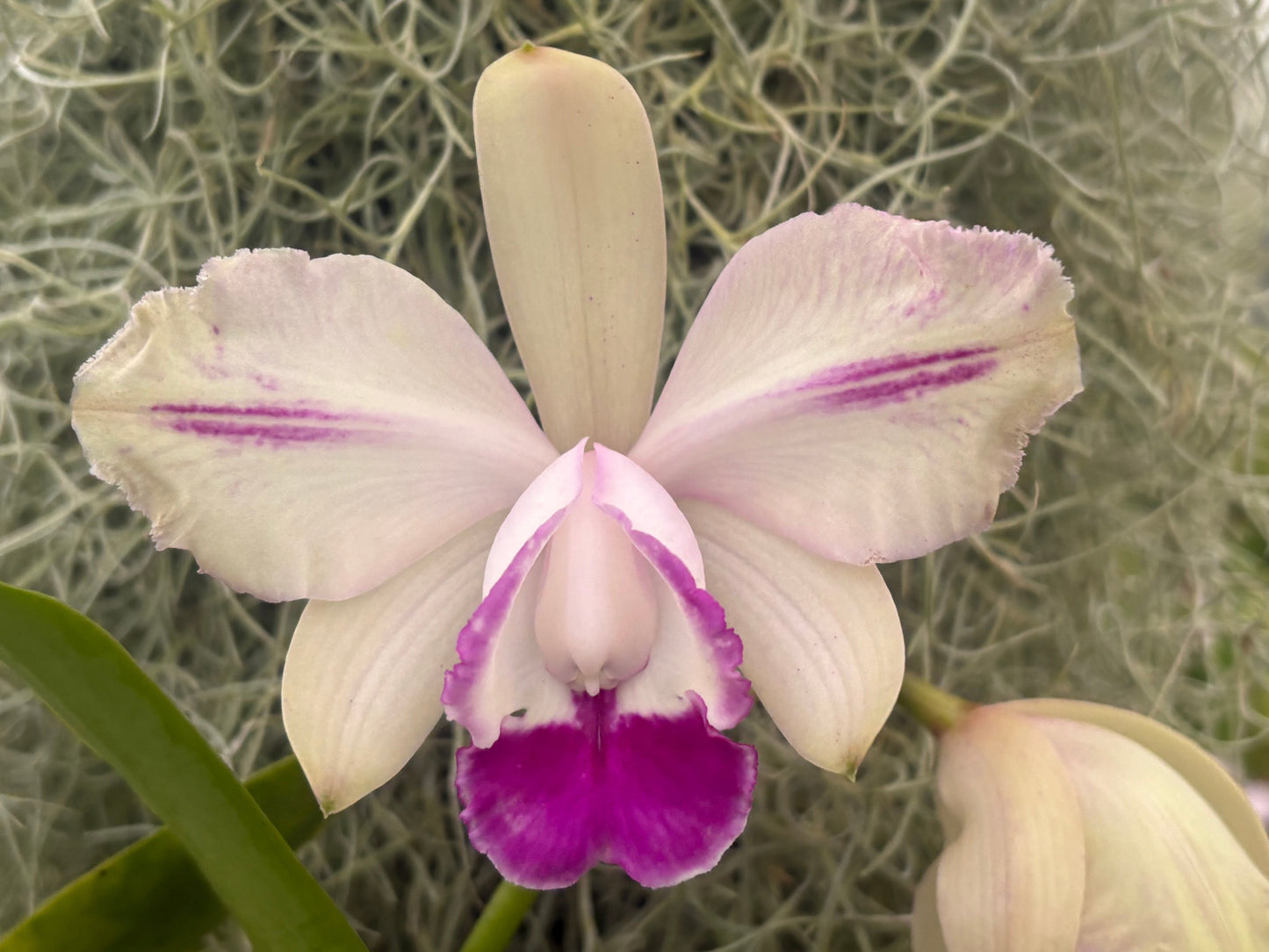 Cattleya intermedia flamea marginata ‘RDT’ - Blooming size division