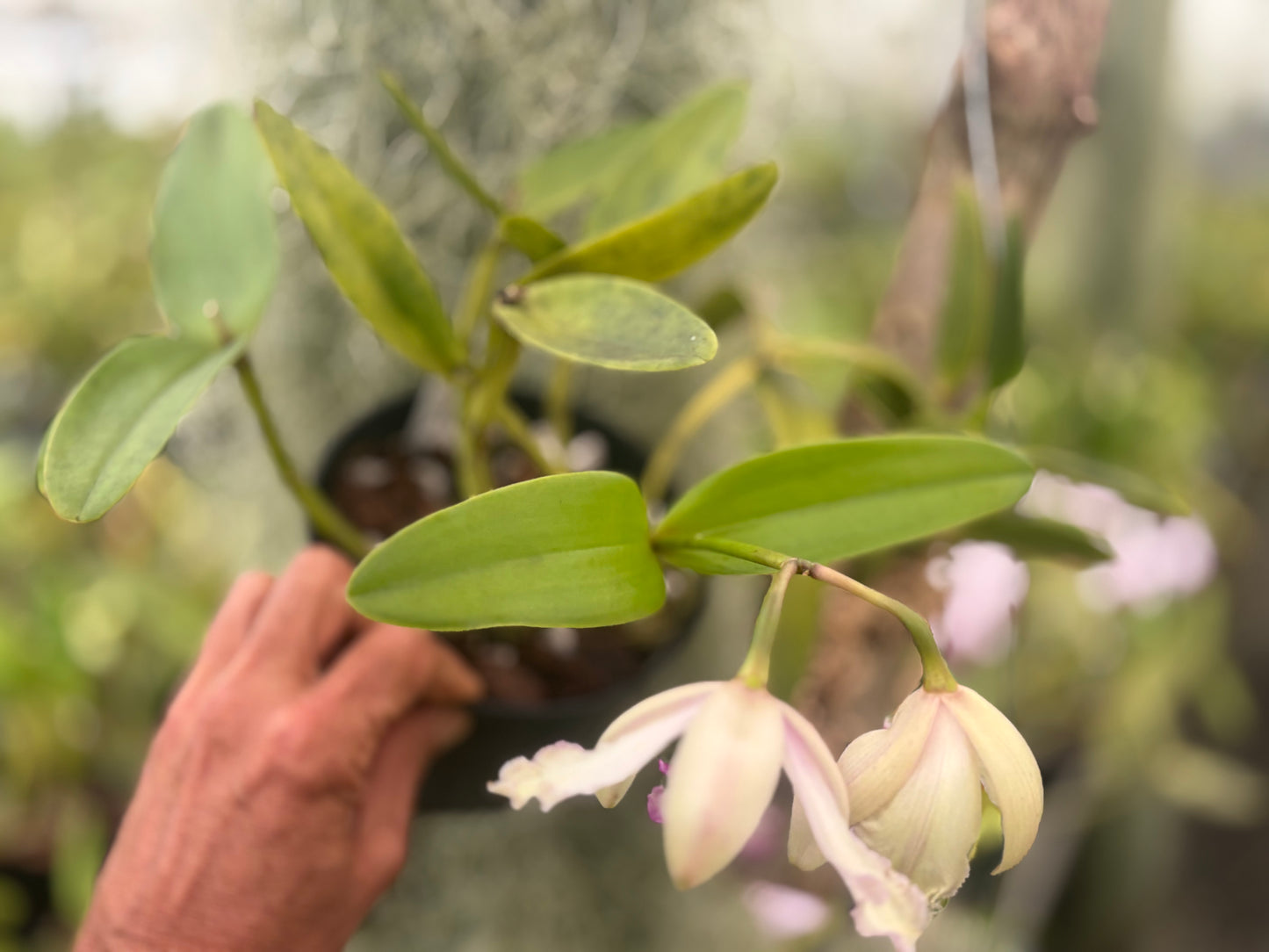 Cattleya intermedia flamea marginata ‘RDT’ - Blooming size division
