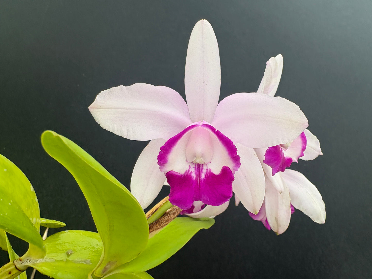 Cattleya intermedia orlata ‘Olompali’s Cannconha’ - blooming size division