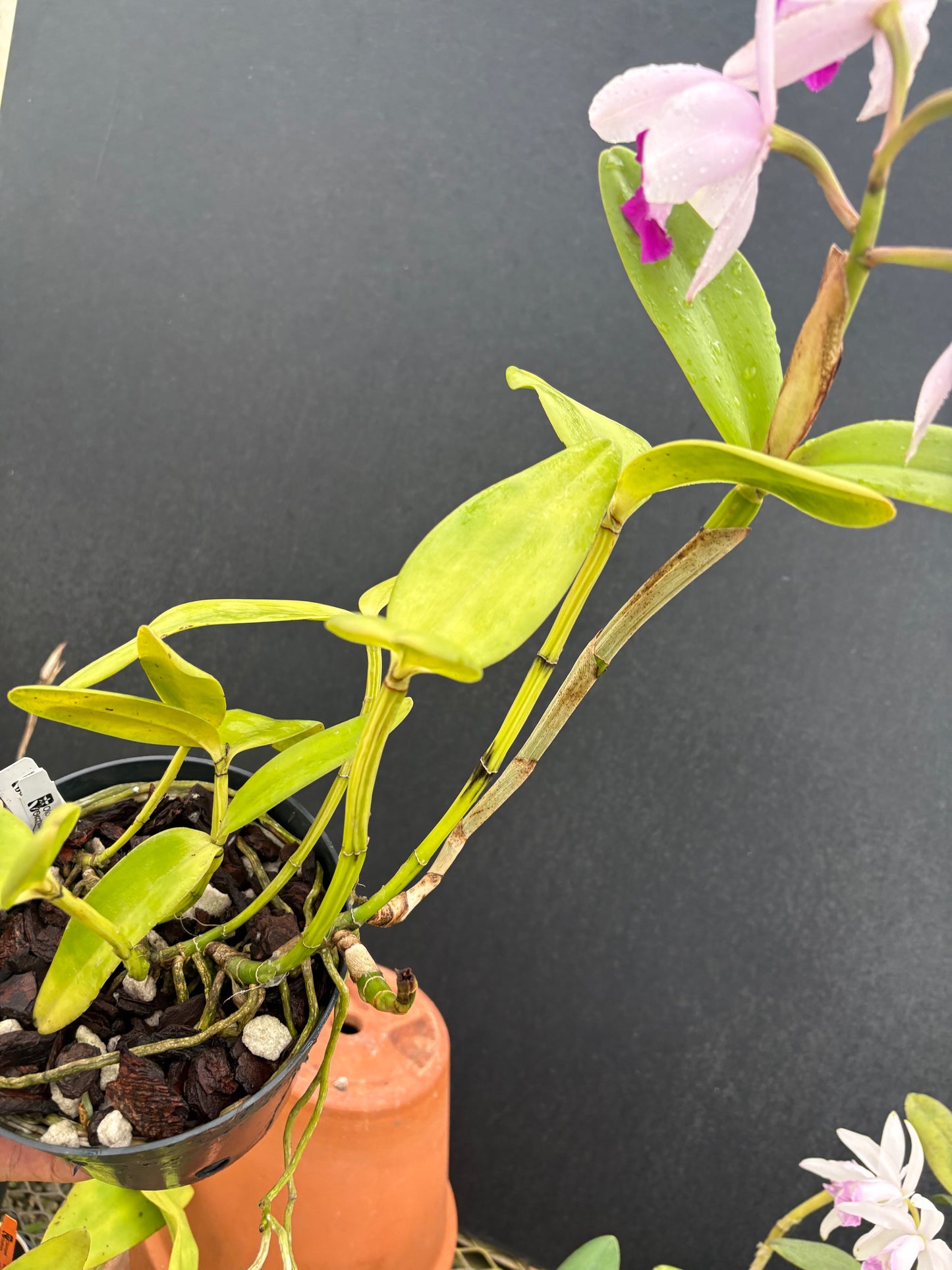 Cattleya intermedia orlata ‘Olompali’s Cannconha’ - blooming size division