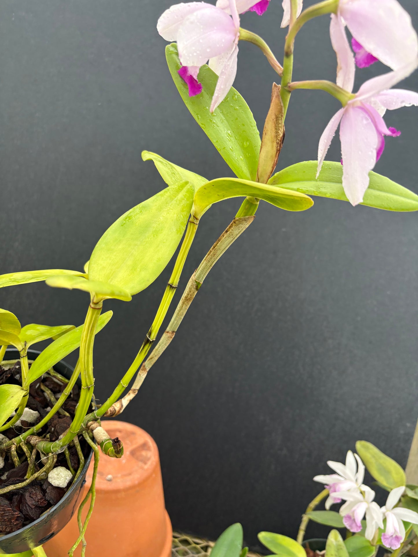 Cattleya intermedia orlata ‘Olompali’s Cannconha’ - blooming size division
