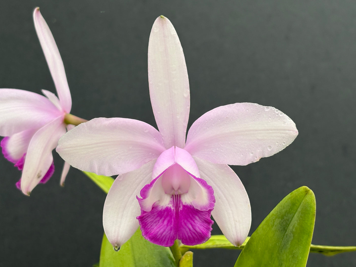 Cattleya intermedia orlata ‘Olompali’s Saudanha’ - Blooming size division