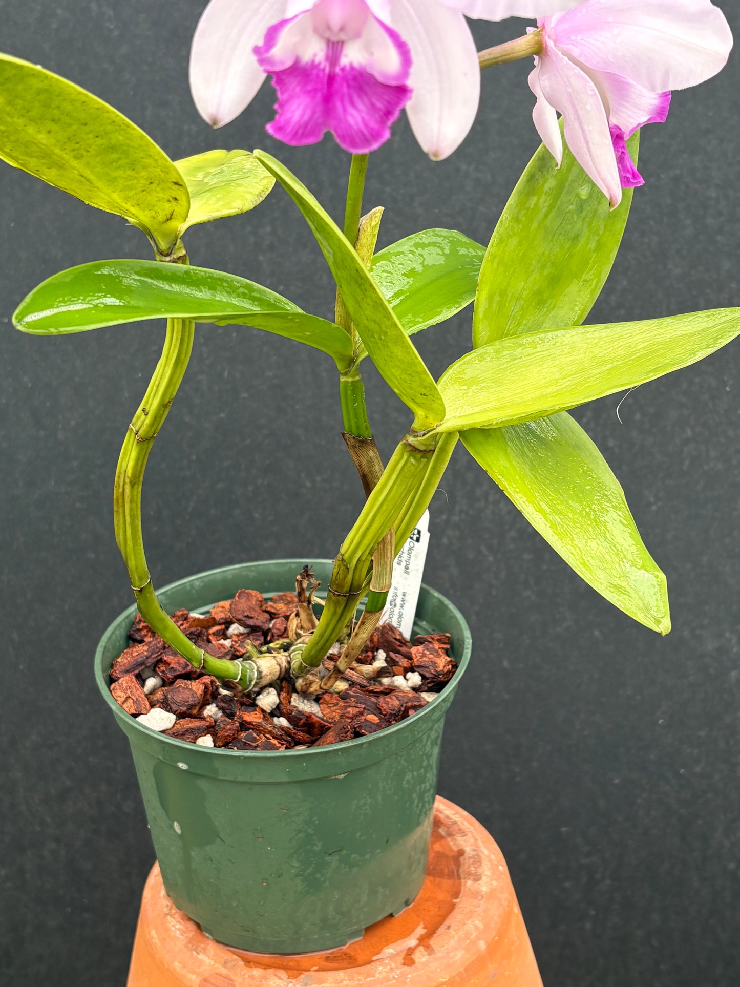 Cattleya intermedia orlata ‘Olompali’s Saudanha’ - Blooming size division