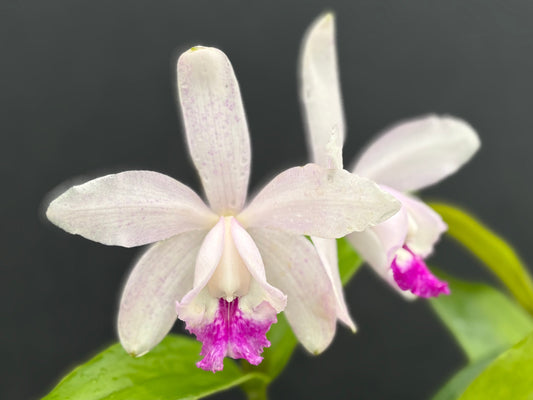 Cattleya intermedia’Segunda-Feira’ - blooming size division