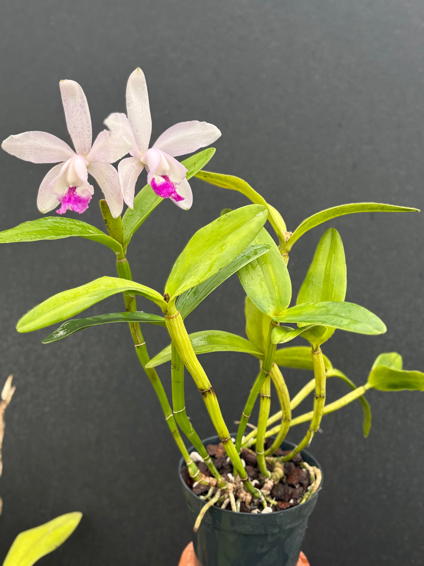Cattleya intermedia’Segunda-Feira’ - blooming size division