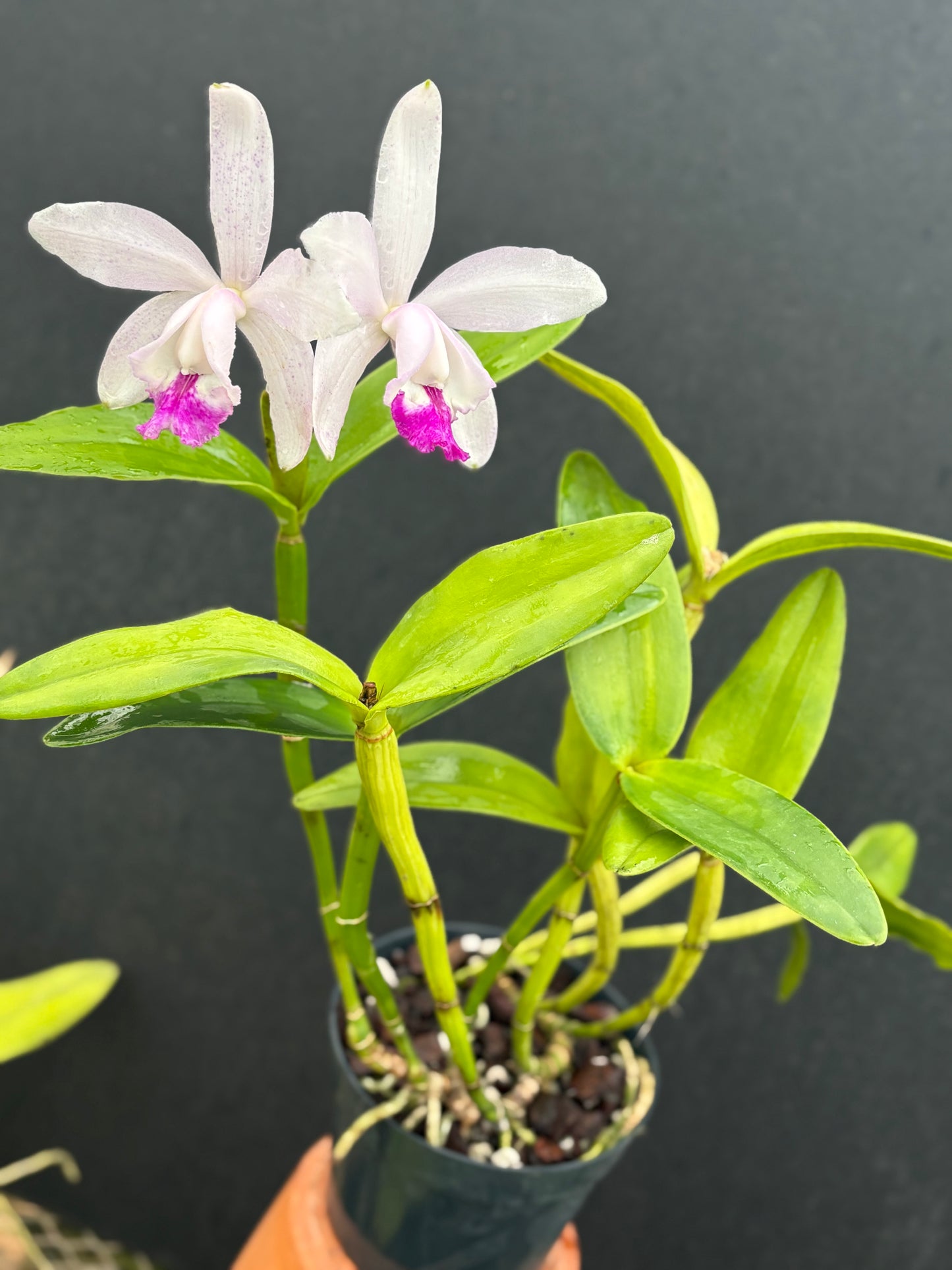 Cattleya intermedia’Segunda-Feira’ - blooming size division