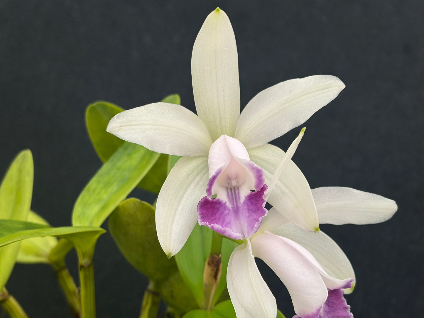 Cattleya intermedia marginata amethystina ‘Atacaduna’ two blooming leads!