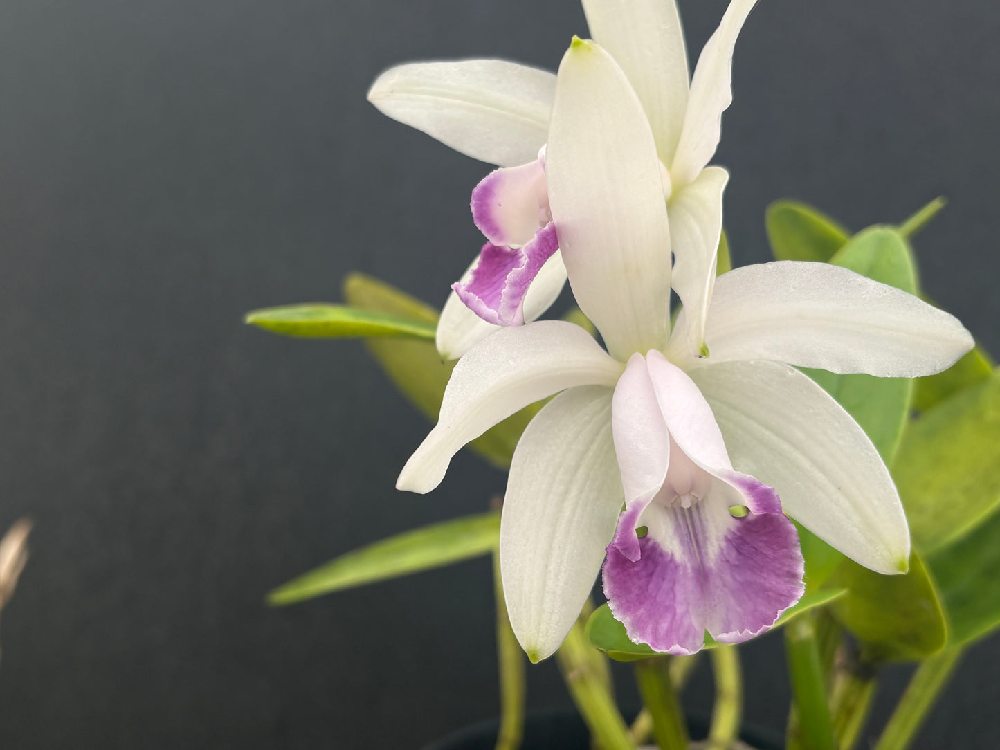 Cattleya intermedia marginata amethystina ‘Atacaduna’ two blooming leads!