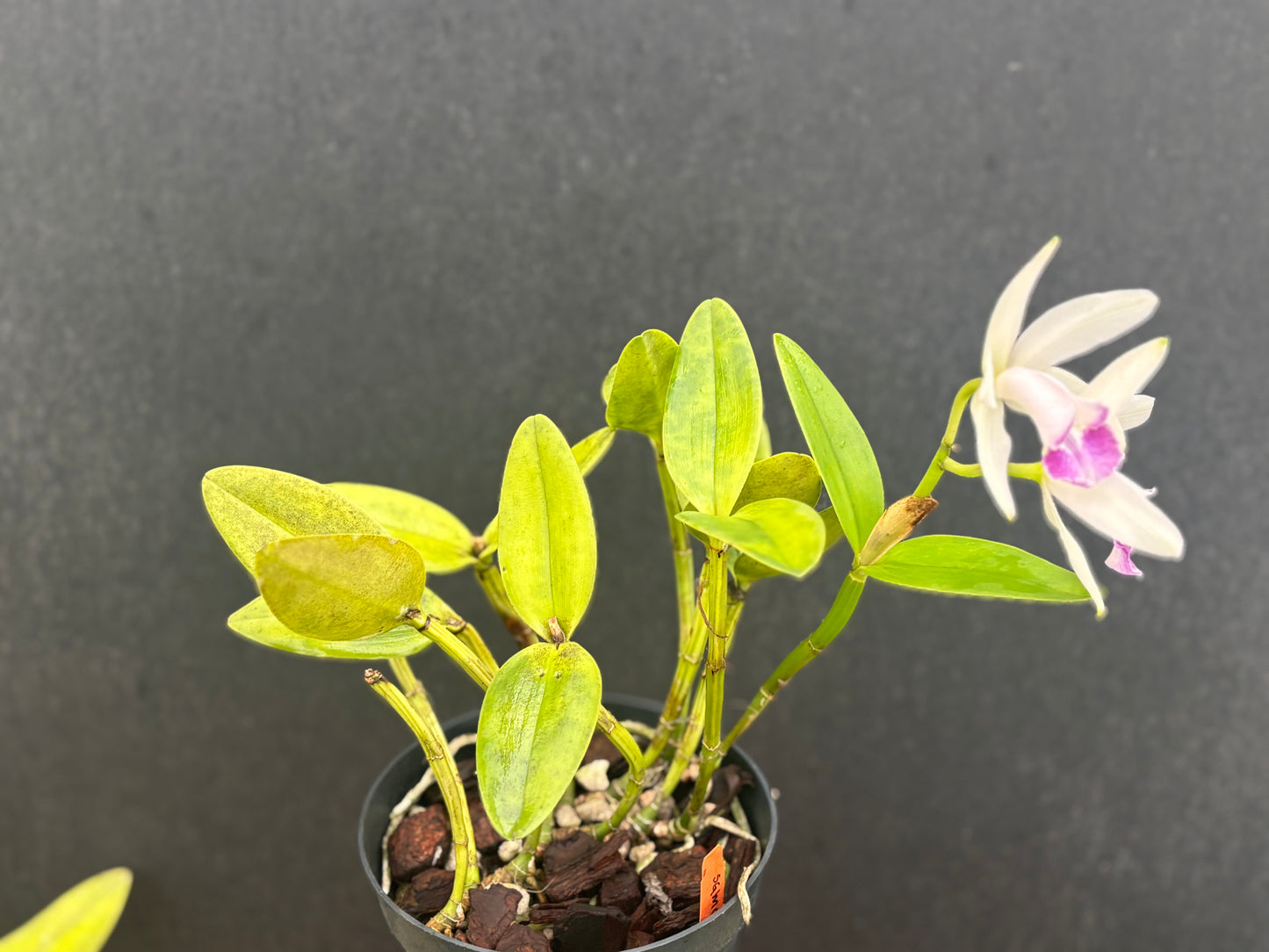 Cattleya intermedia marginata amethystina ‘Atacaduna’ two blooming leads!