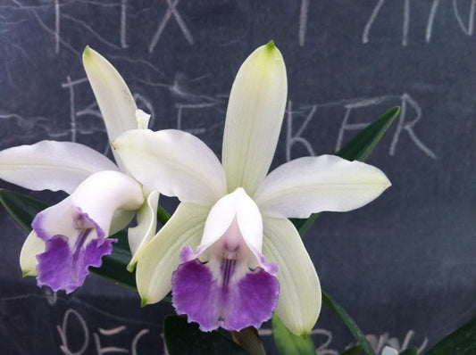 Cattleya intermedia amethystina SGMC 268 - Blooming size division