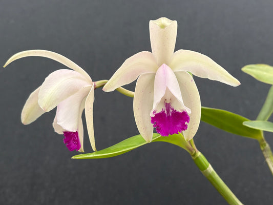 Cattleya intermedia ‘Zoots’- blooming size