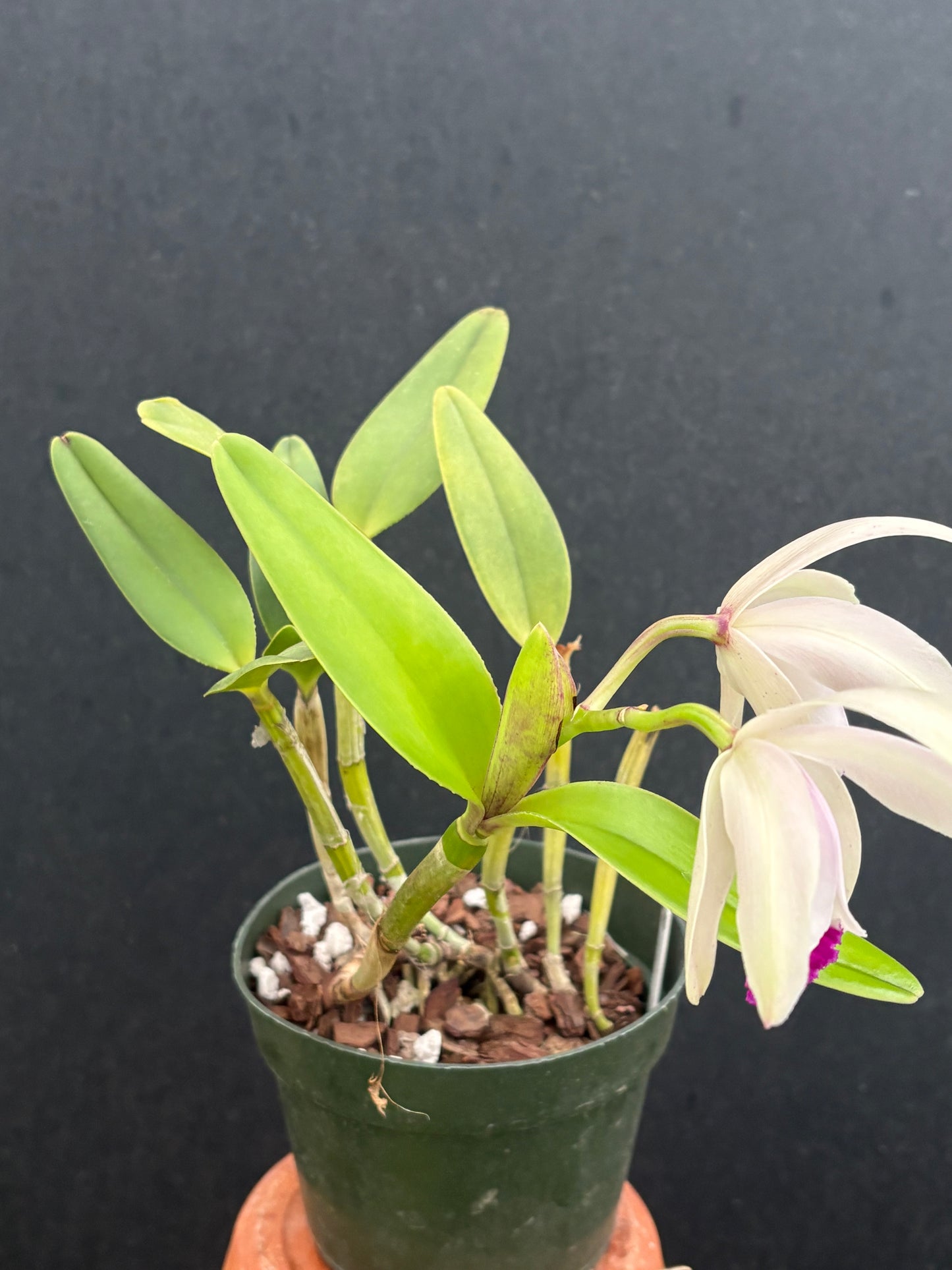 Cattleya intermedia ‘Zoots’- blooming size