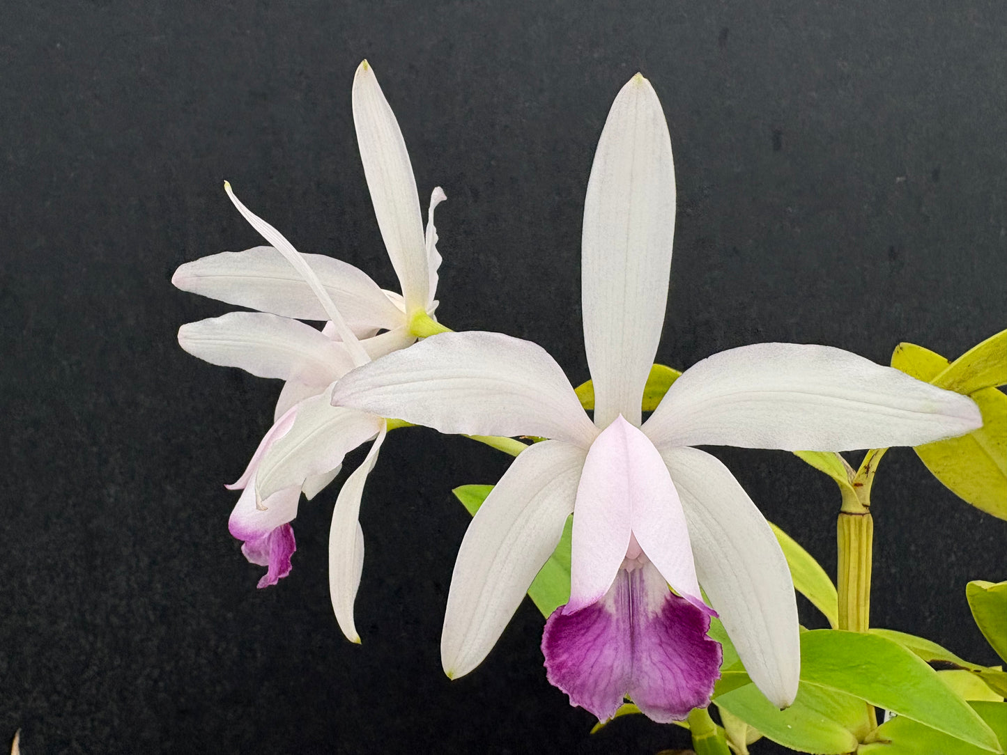 Cattleya intermedia amethystina ‘Barraco Véio’ - Blooming size